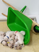 Betty Lou puppies