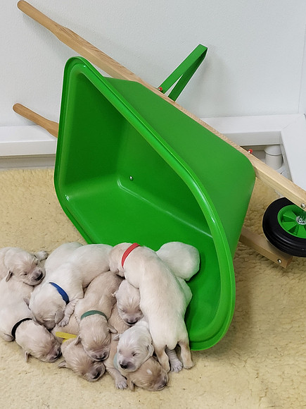 Betty Lou puppies