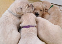 Betty Lou puppies